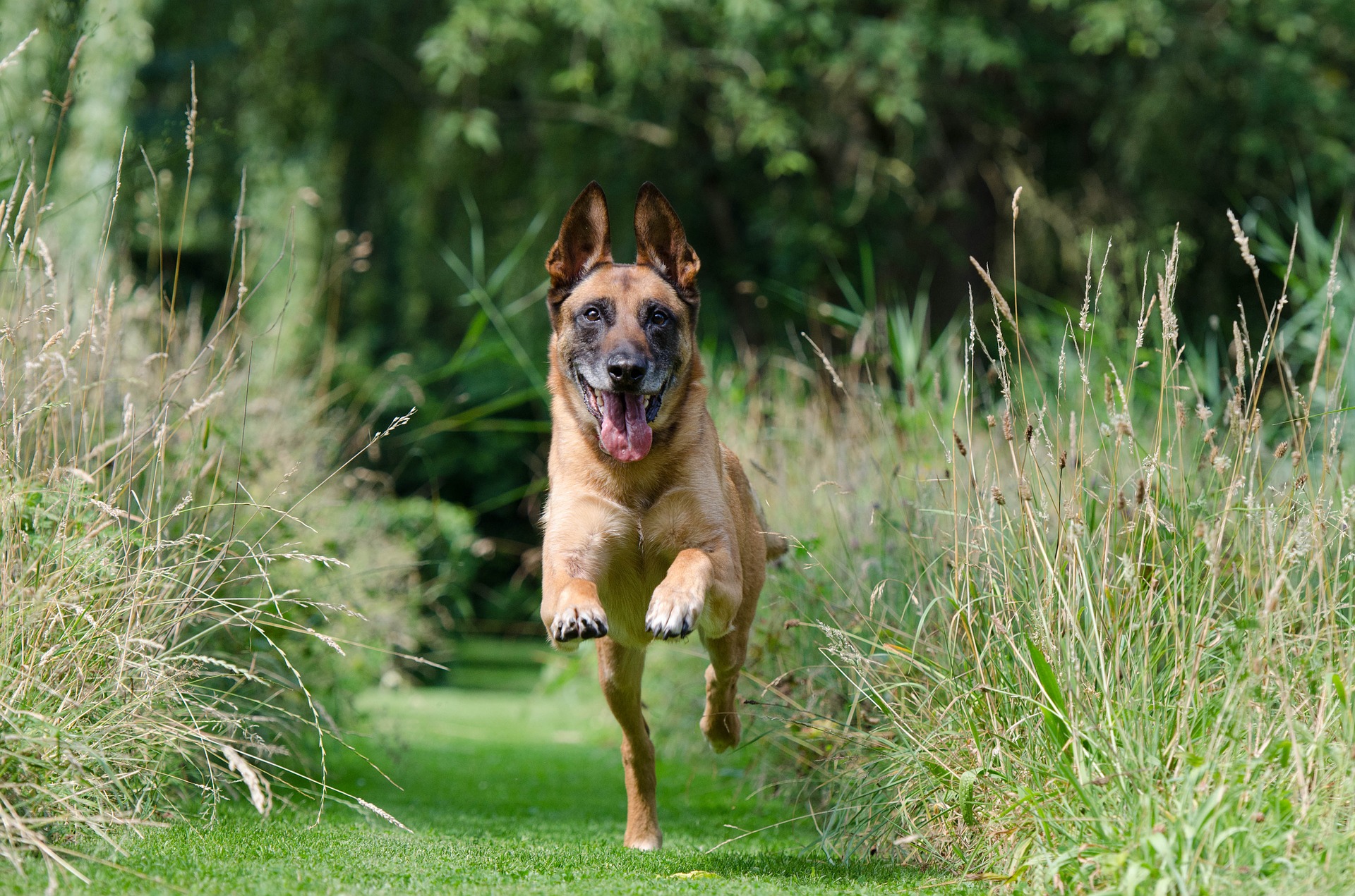 malinois-ge1d98ff7d_1920